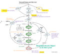 Folic Acid Increases Homocysteine - Dr Lynch : Dr Lynch